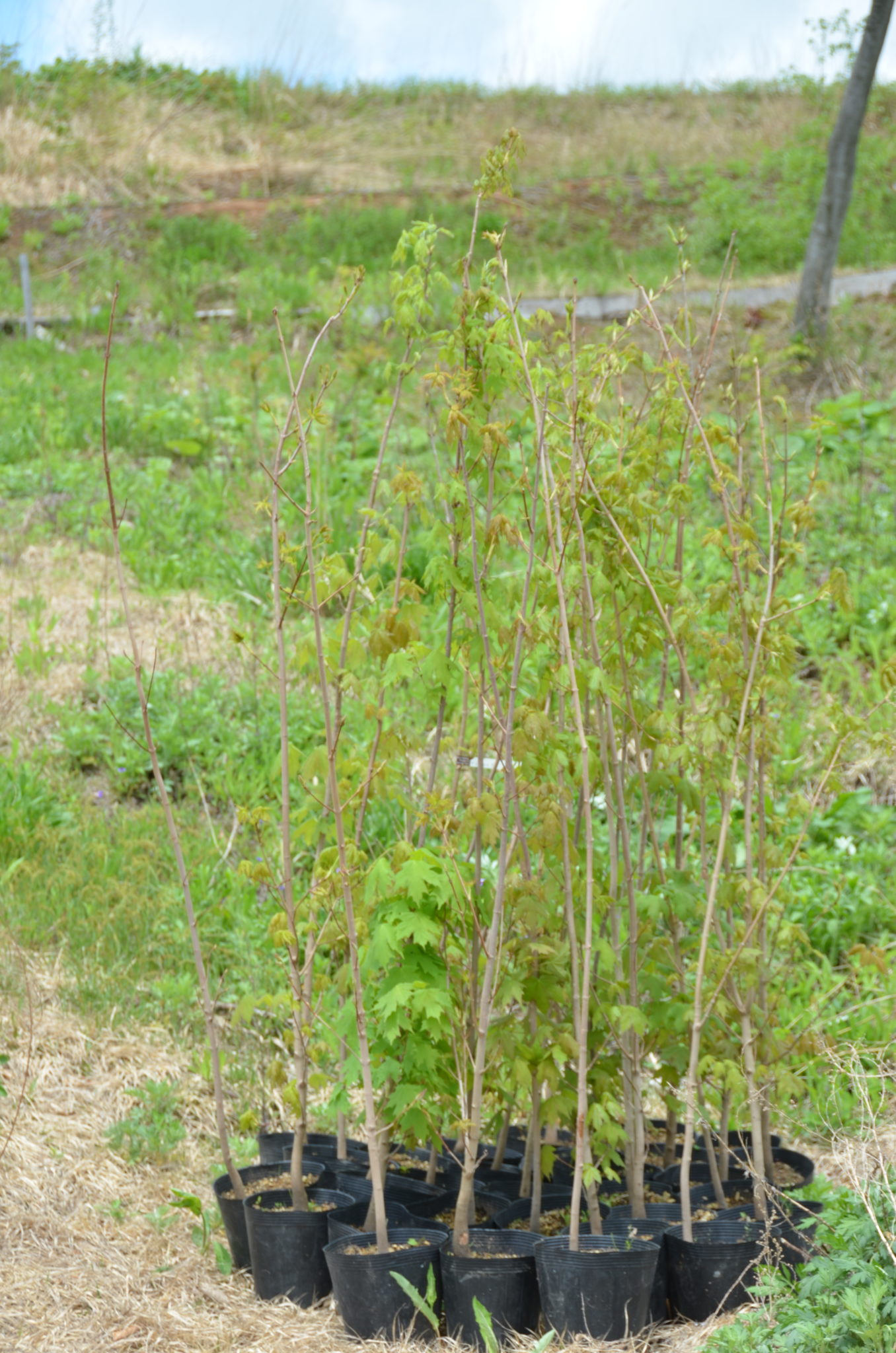 サトウカエデ 1.2m 露地 2本 苗 - 苗木、植木